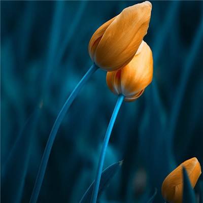 BOB半岛官网入口